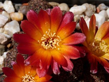 Mutterplanze mit Blüten