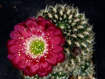 Mutterplanze mit Blüte