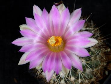 Blüte der Mutterpflanze