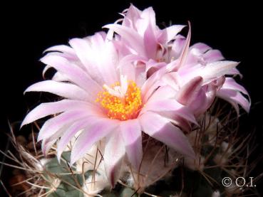 Turbinicarpus laui (Samen)