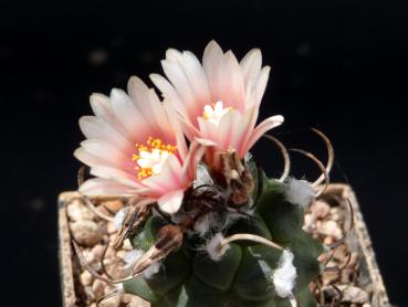 Preview: Seedling with flowers