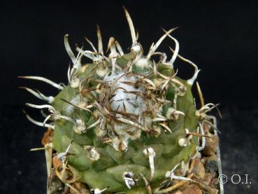 Turbinicarpus miquiana