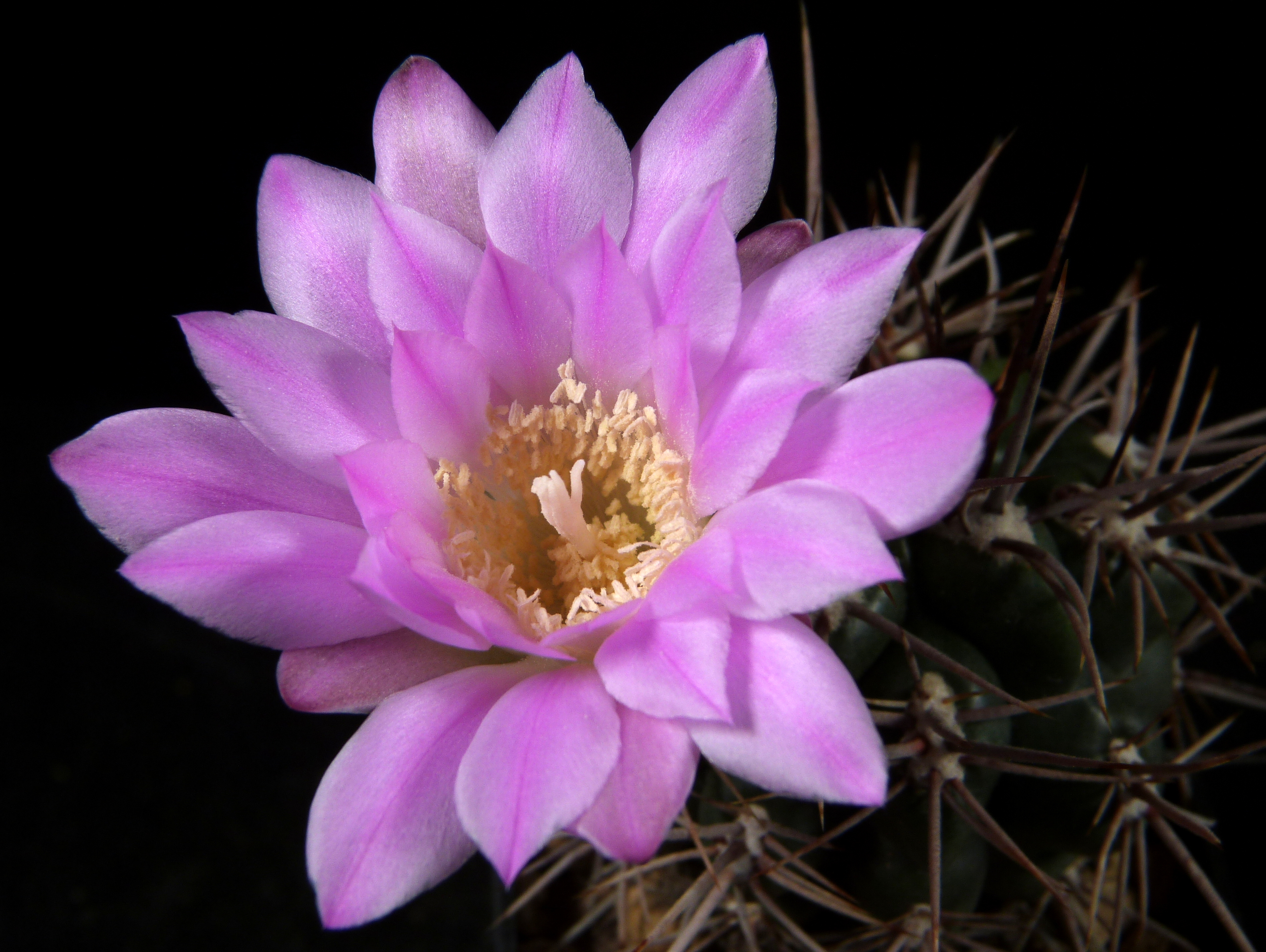 Gymnocalycium horridispinum (Samen) - Kakteen-Online-Shop