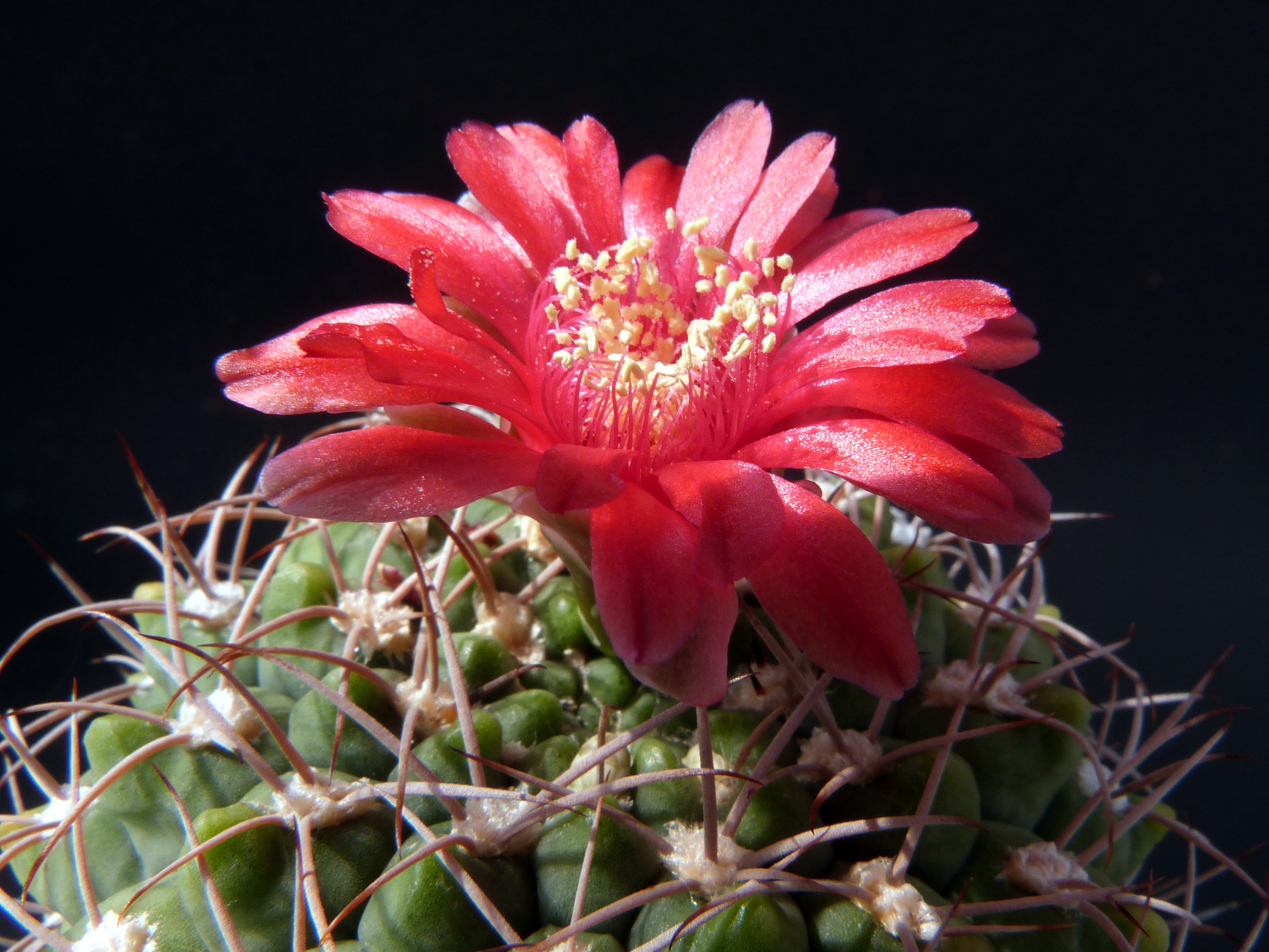 Gymnocalycium tillianum (seeds) - Cactus online shop