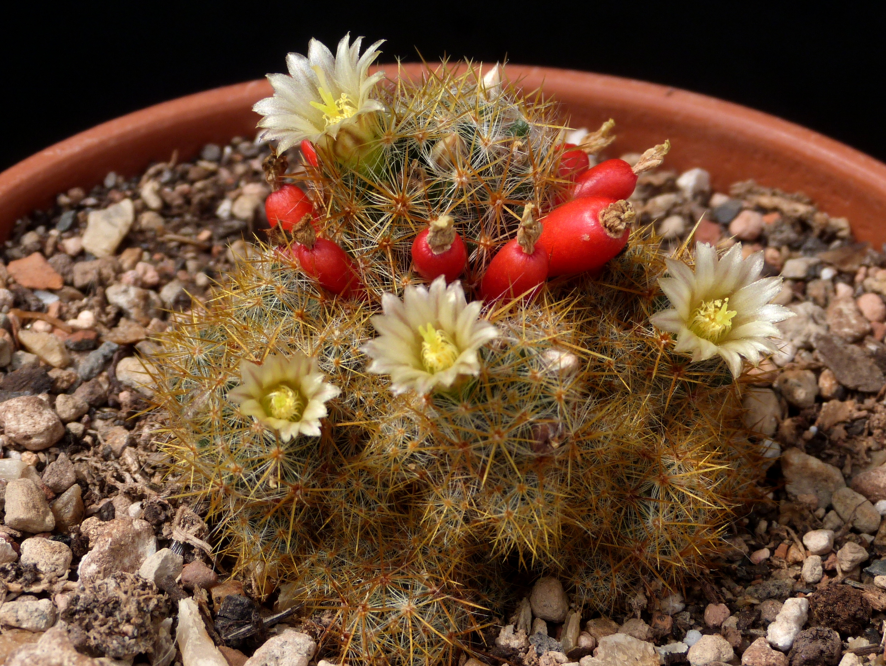 Mammillaria prolifera (seeds) - Cactus online shop