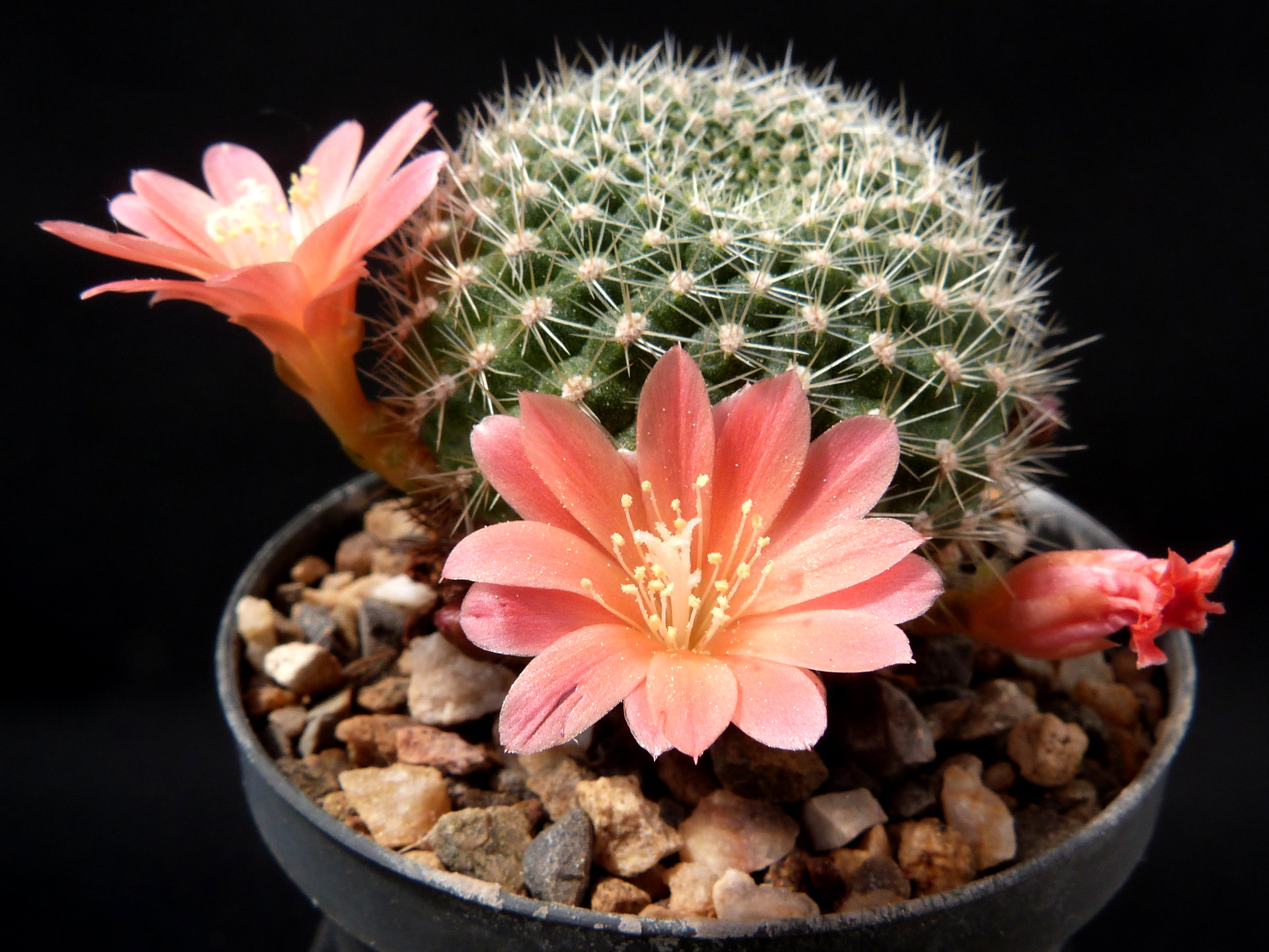 Rebutia kariusiana (Samen)