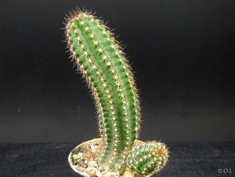Sales plant (sample)