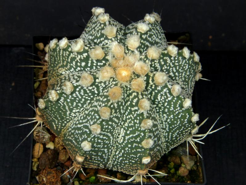 Mother plant