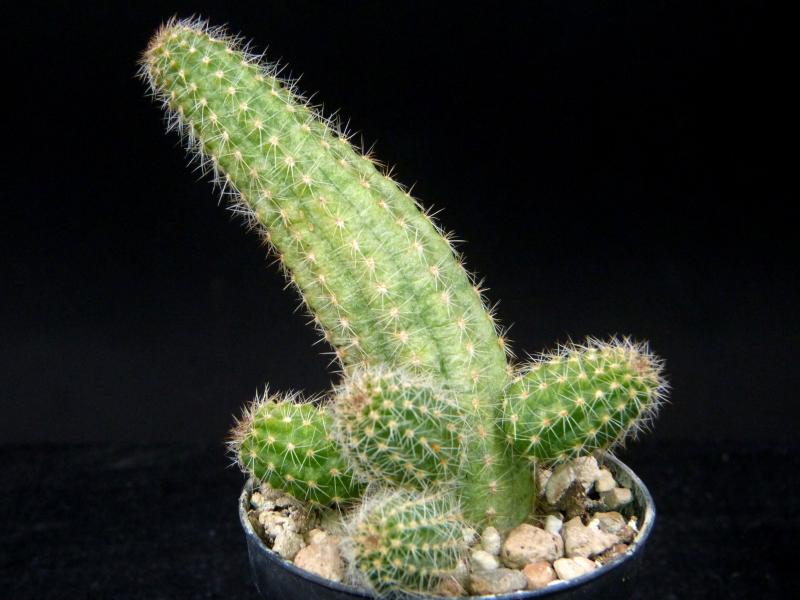 Sales plant (sample)