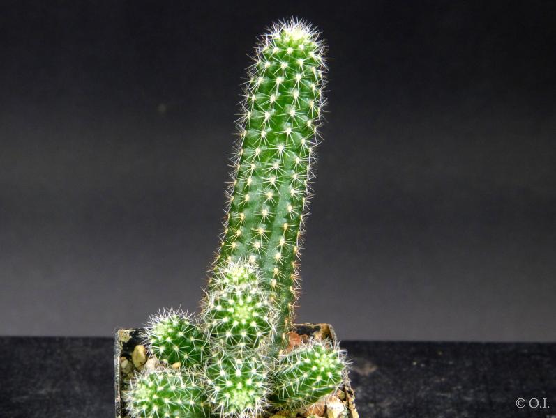 Sales plant (sample)