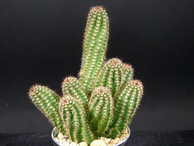 Sales plant (sample)