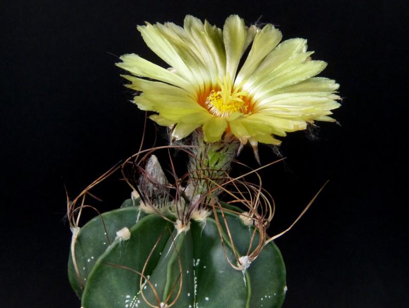 Motherplant with flower