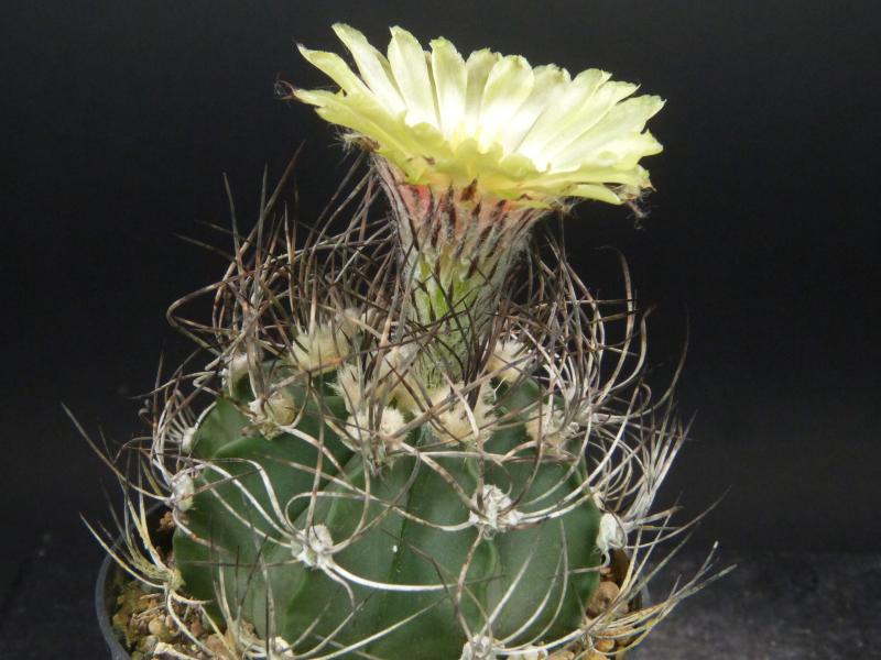 Fatherplant with flower