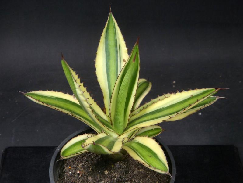 Verkaufspflanze (Beispiel)