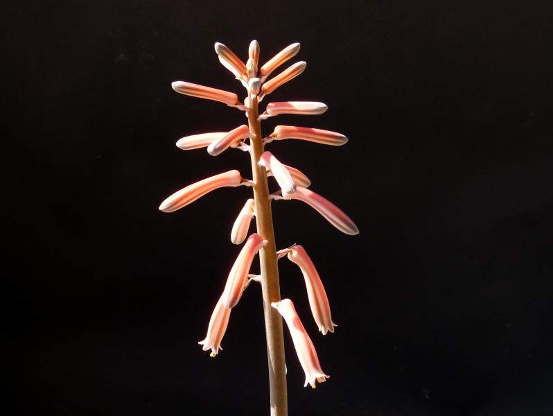 Flower of mother plant