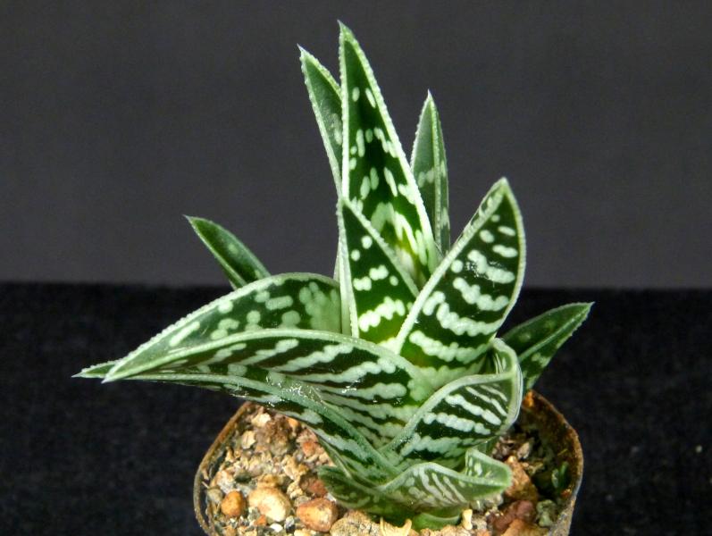 Sales plant (sample)