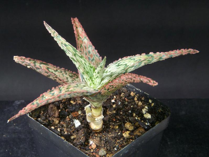 Sales plant (sample)