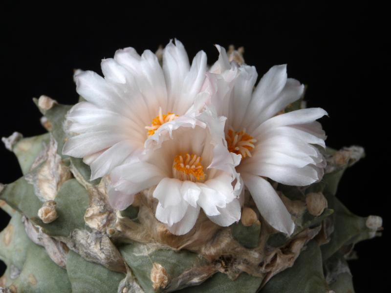 Motherplant with flowers