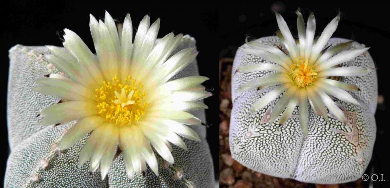 Mother-and fatherplant with flower