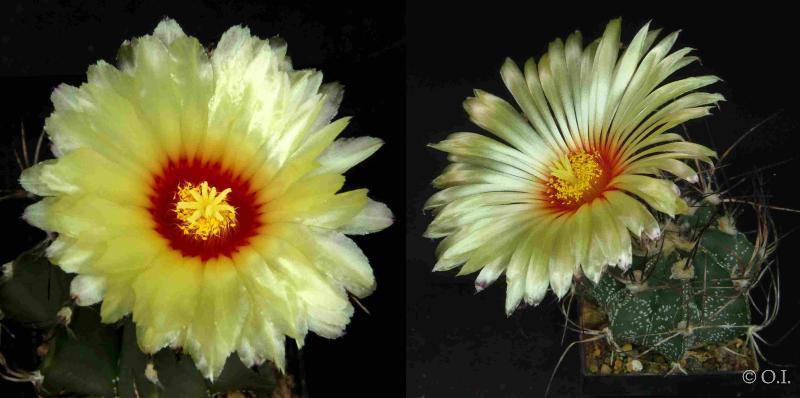 Mother and father plant