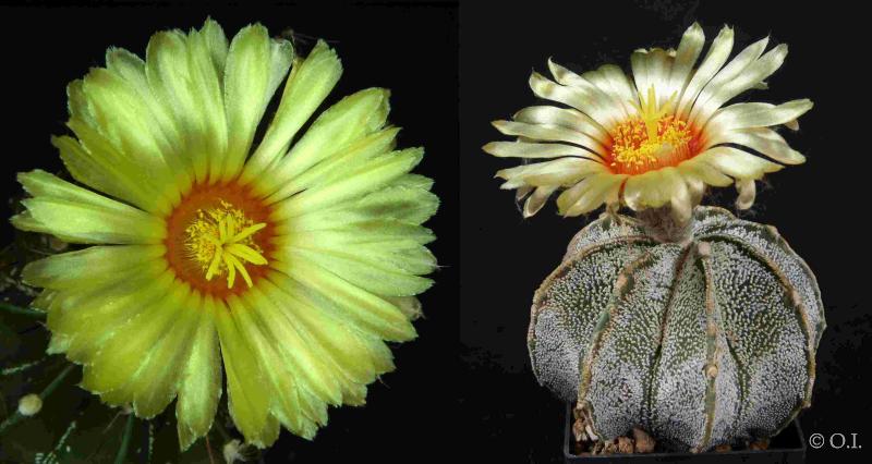 Flowers of mother and father plant