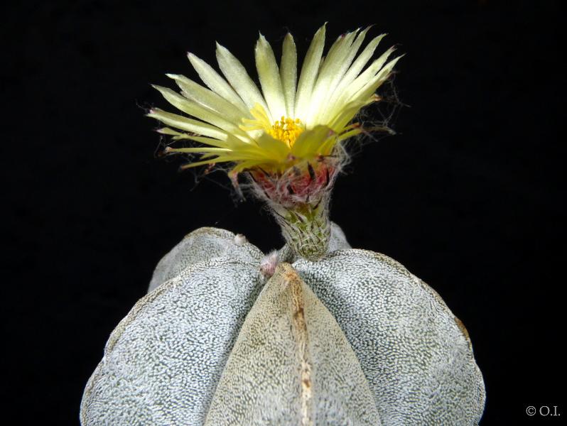 Blüte der Mutterpflanze