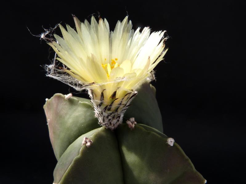 Fatherplant with flower