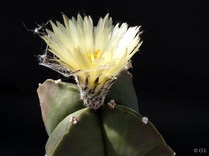 Mutterpflanze mit Blüte