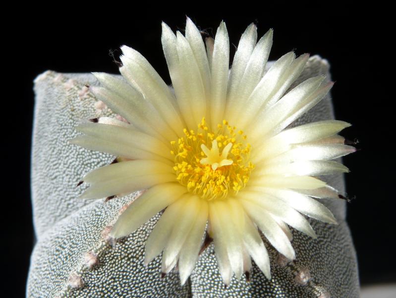 Flower of mother plant