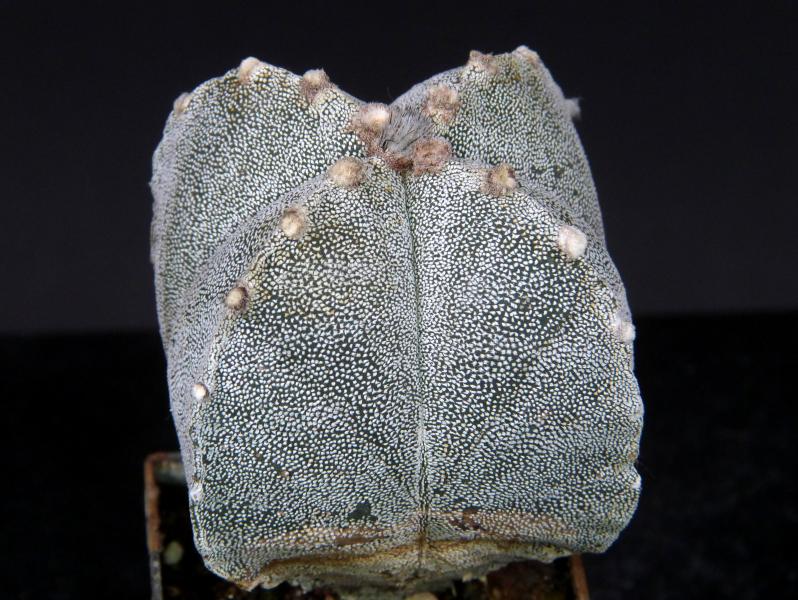 Sales plant (sample)
