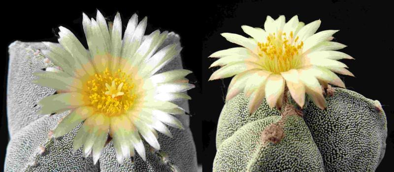 Mother plant with flower