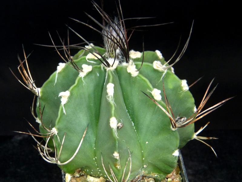Plant for sale on March, 29