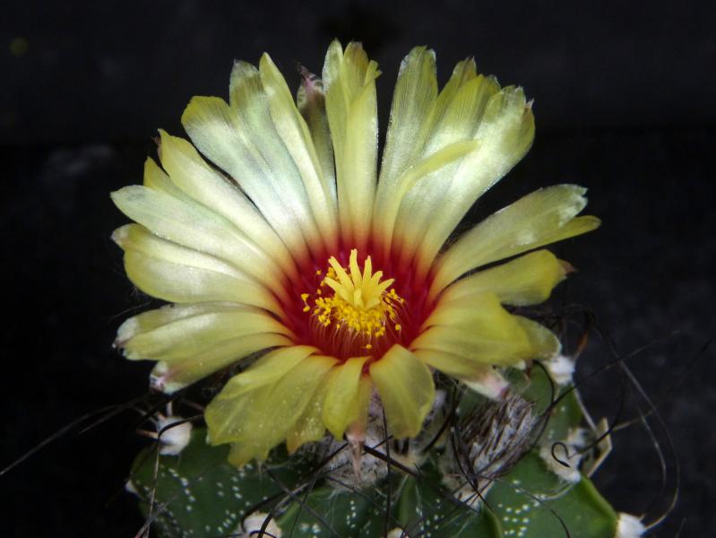 Plant with flower