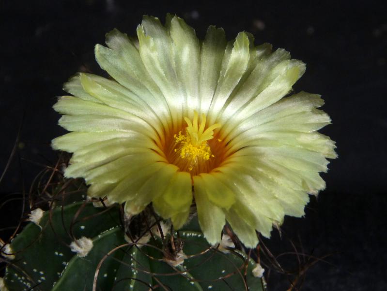 Plant with flower