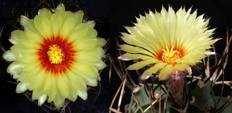 Blüten von Mutterpflanze und Vaterpflanze