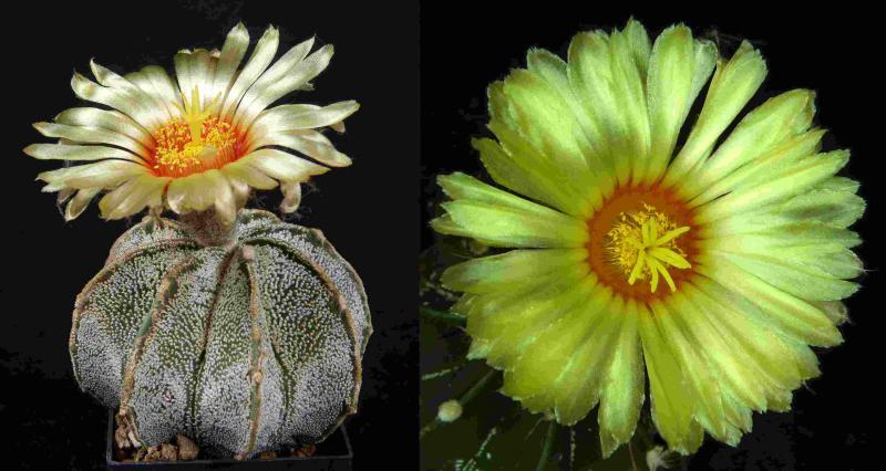 Mother and father plant