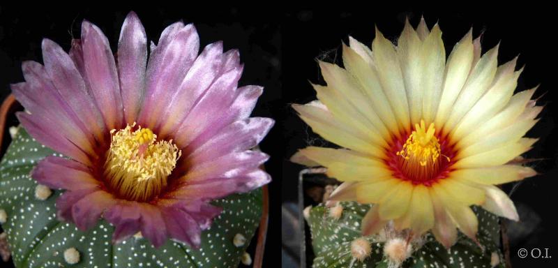 Flowers of mother and father plant