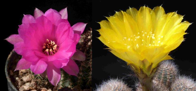 Flowers of mother and father