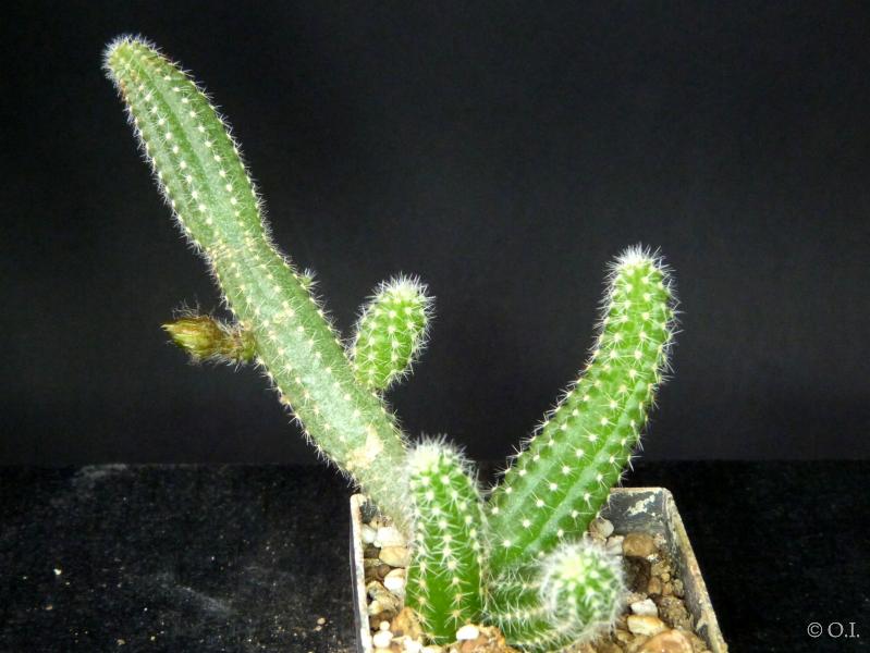 Sales plant (sample)