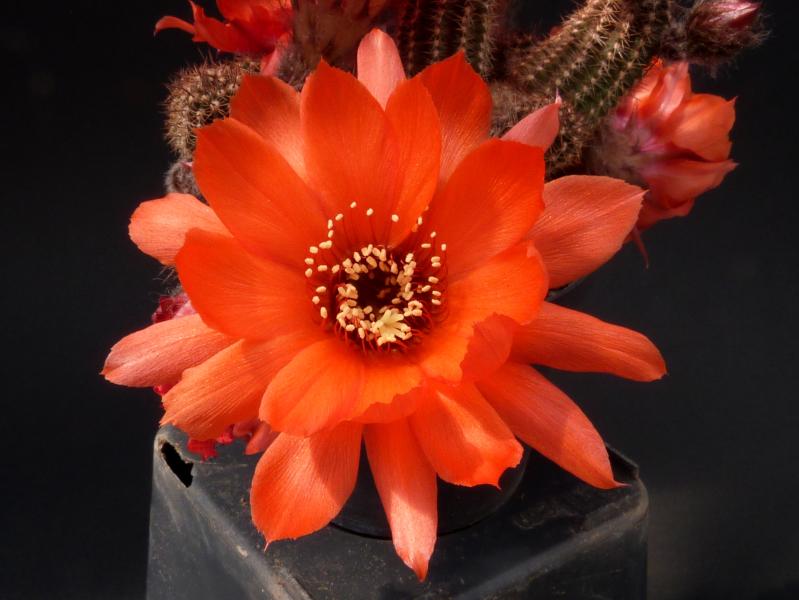 Flower of mother plant
