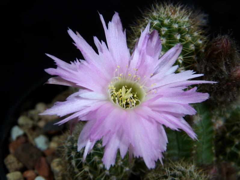 Flower of Mother plant