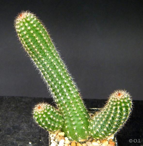 Sales plant (sample)