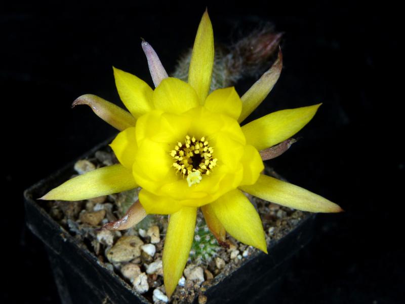 Flower of Mother plant