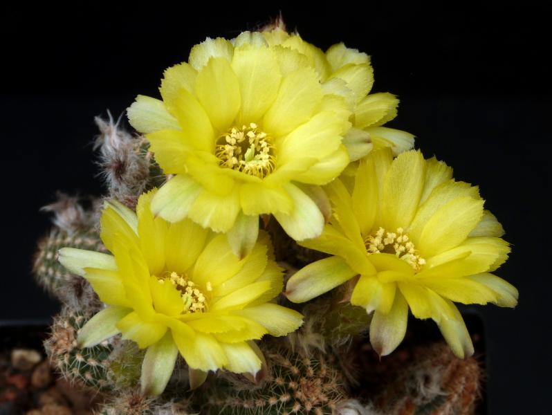 Flowers of mother plant