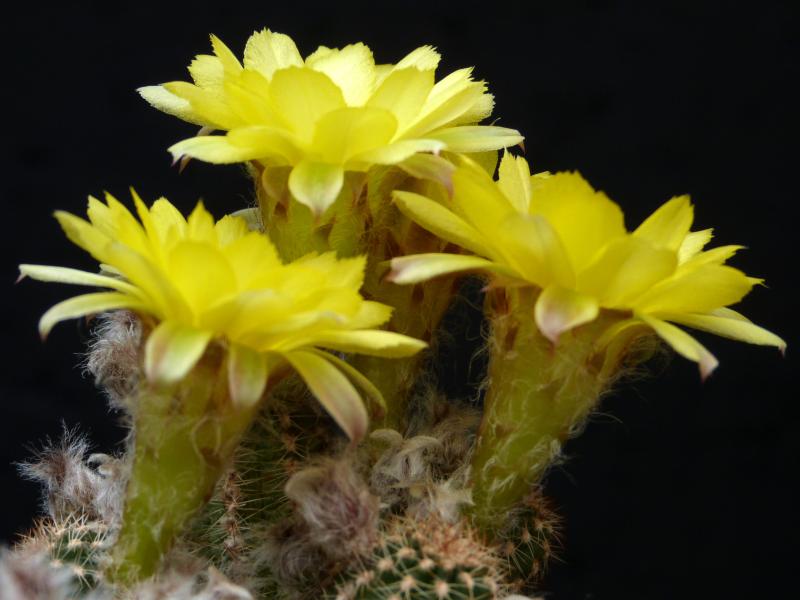 Flowers of mother plant