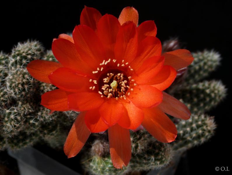 Flower of mother plant