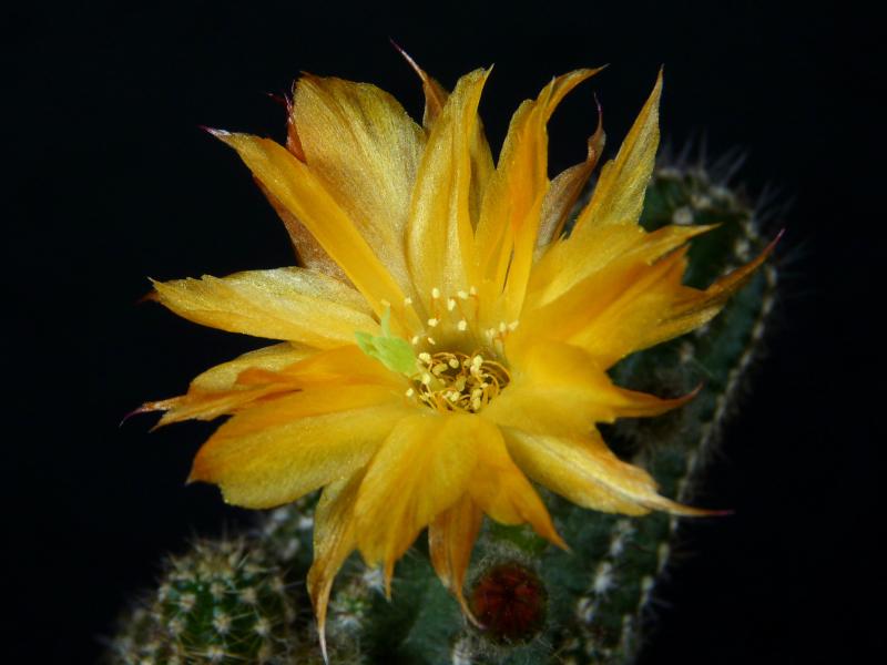 Blüte einer Mutterpflanze
