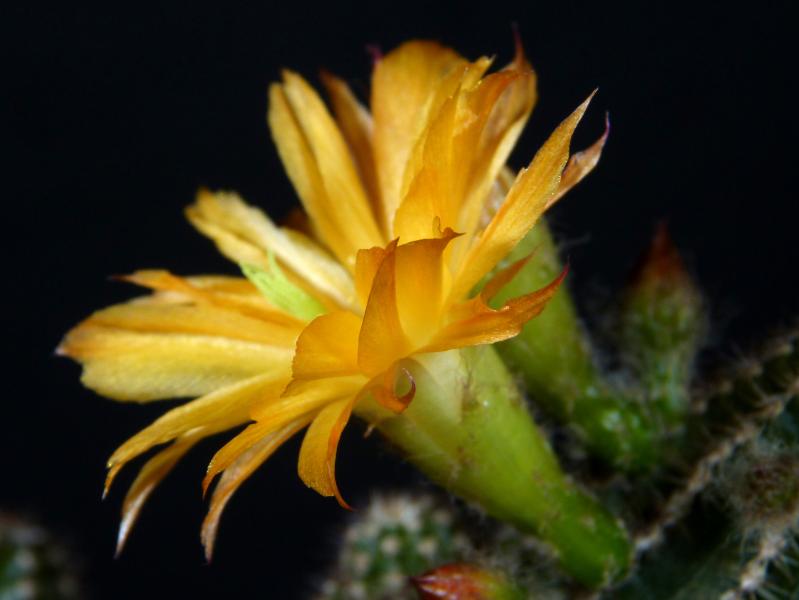 Blüte einer Mutterpflanze
