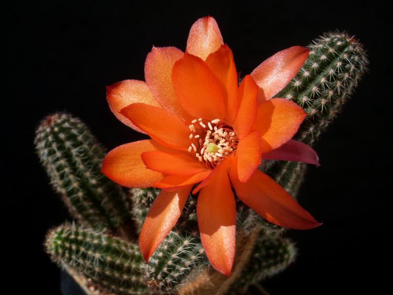 Flower of mother plant