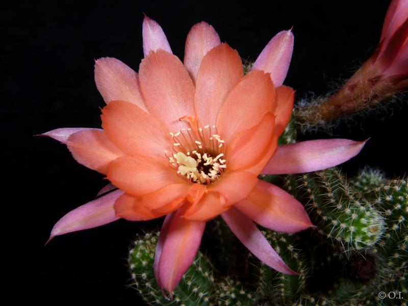 Blüte der Mutterpflanze